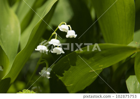 Lily of the valley blooming in secret 102875753