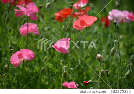 可愛的罌粟花 102875833