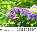 Beautiful hydrangea flowers 102875997