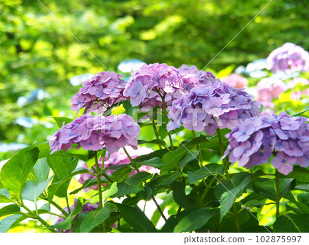 Beautiful hydrangea flowers 102875997