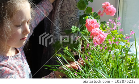 Funny gardener girl with plants in a room at home. Children's watering and care of indoor plants. Transplants flowers. Home gardening concept. Funny gardener girl with plants in a room at home. Children's watering and care of indoor plants. Transplants flowers. Home gardening concept. 102876232