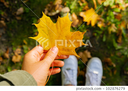 Woman holding Fall autumnal maple yellow leaf next to autumn nature. Unite with nature cottagecore Mindfulness and relax, being mindful. Girl collects bouquet of autumn leaves in sunny park. Woman holding Fall autumnal maple yellow leaf next to autumn nature. Unite with nature cottagecore Mindfulness and relax, being mindful. Girl collects bouquet of autumn leaves in sunny park. 102876279
