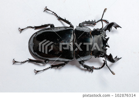 Thalandus Otoya雄鹿甲蟲 Thalandus Otoya雄鹿甲蟲 102876314