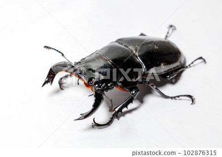 Thalandus Otoya stag beetle Thalandus Otoya stag beetle 102876315