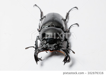 Thalandus Otoya stag beetle Thalandus Otoya stag beetle 102876316
