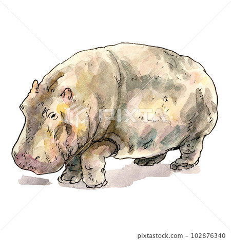 full body hippopotamus 102876340