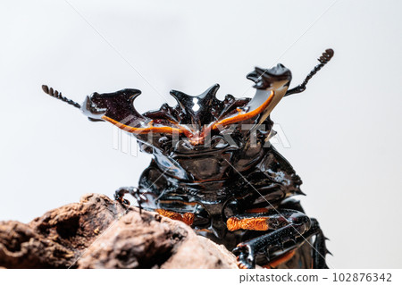 Thalandus Otoya stag beetle Thalandus Otoya stag beetle 102876342
