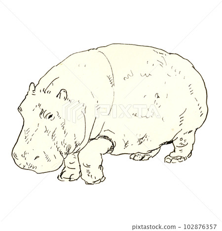 Full body hippopotamus pen drawing Full body hippopotamus pen drawing 102876357