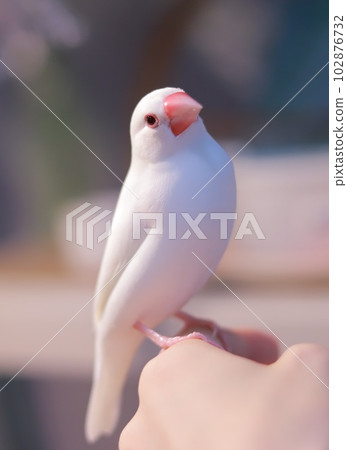 抓著人的手指歪著脖子的白麻雀 102876732