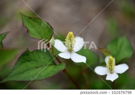 藥用植物魚腥草 102876796