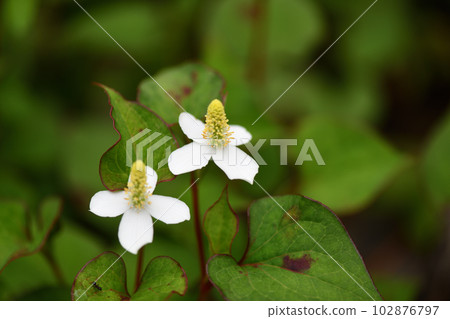 藥用植物魚腥草 102876797