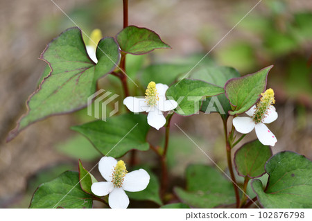 藥用植物魚腥草 藥用植物魚腥草 102876798