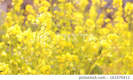 A field of yellow rape blossoms that fills the screen A field of yellow rape blossoms that fills the screen 102876812
