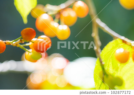 Cherries in the kitchen garden that started to turn red in early summer 102877172