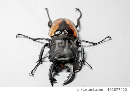 Bulmail明星冰川 102877430