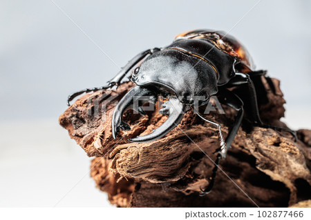 Bulmail明星冰川 102877466