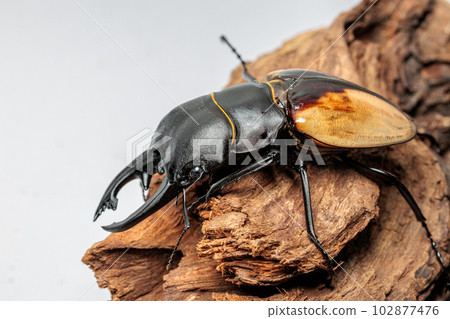 Bulmail star glacier 102877476