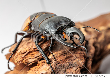 Bulmail明星冰川 102877478