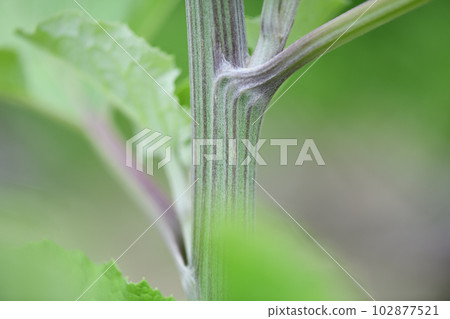 牛蒡莖 102877521