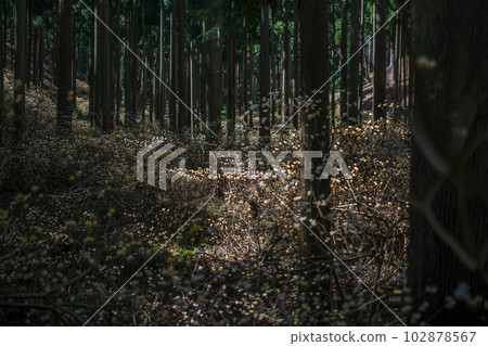 Kyoto Prefecture Ayabe City Mitsumata Colony 102878567