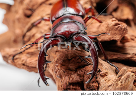 Tokara看到了gigwaggata Tokara看到了gigwaggata 102878669