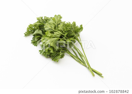 意大利歐芹白色背景 意大利歐芹白色背景 102878842