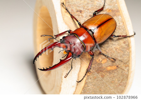 Asta koedes saw gully Asta koedes saw gully 102878966