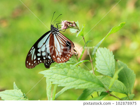 栗虎蝴蝶訪問 Eulgaria 102878975