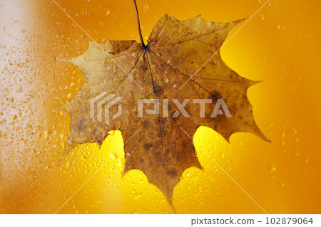 autumn maple leaf on a glass surface with water rain drops on a yellow background autumn maple leaf on a glass surface with water rain drops on a yellow background 102879064