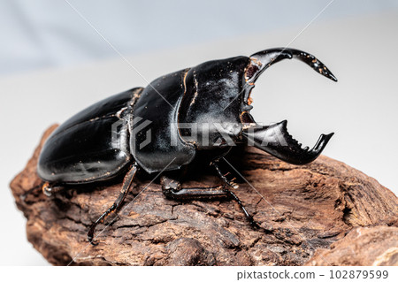 Ryuhyo Hiyakushi Ryuhyo Hiyakushi 102879599