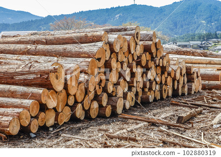 A lot of stacked timber where hollow trees can be seen A lot of stacked timber where hollow trees can be seen 102880319