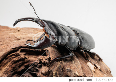 蘇門答臘山楂 102880528