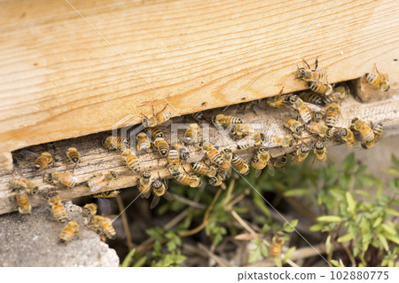Beekeeping image Bees going in and out of hives Beekeeping image Bees going in and out of hives 102880775