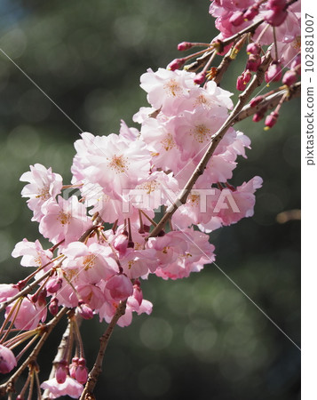蕨眼淚 蕨眼淚 102881007