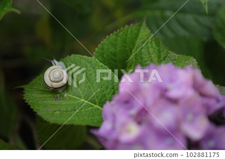 A snail on a hydrangea leaf 102881175