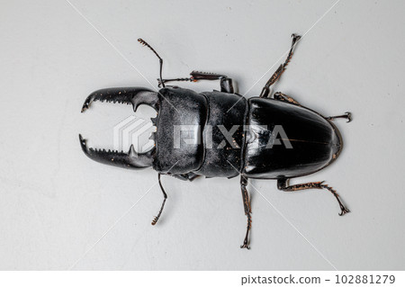 Palawan giant stag beetle 102881279