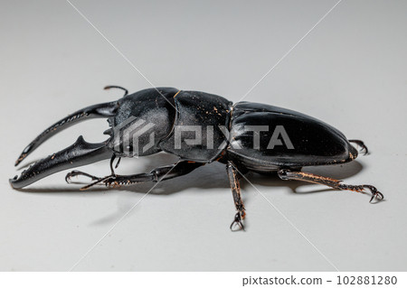 Palawan giant stag beetle Palawan giant stag beetle 102881280