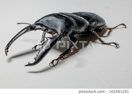 巴拉望島巨型鍬蟲 102881281