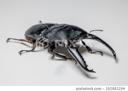 Palawan giant stag beetle Palawan giant stag beetle 102881284