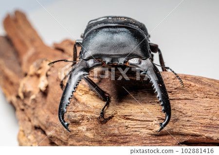 Palawan giant stag beetle Palawan giant stag beetle 102881416