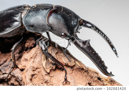 巴拉望島巨型鍬蟲 102881420