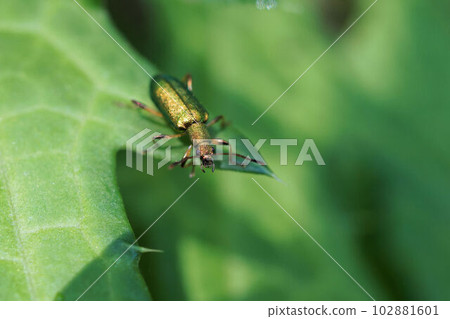 具有金綠色金屬光澤的綠色甲蟲 具有金綠色金屬光澤的綠色甲蟲 102881601