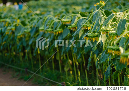 Sunflowers facing down Sunflowers facing down 102881726
