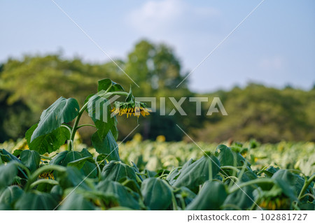 Sunflowers facing down Sunflowers facing down 102881727