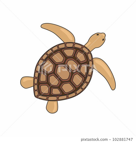 Turtle vector illustration. Sea life. Isolated on white background. Turtle vector illustration. Sea life. Isolated on white background. 102881747