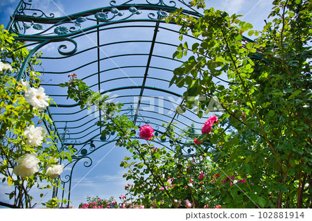 A rose garden in full bloom dedicated to lovers 102881914