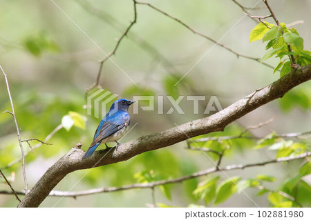 Ooruri which stops on a tree Ooruri which stops on a tree 102881980