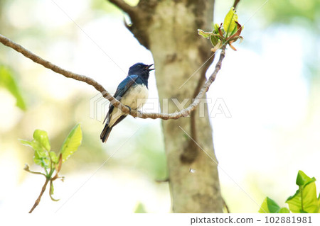 Blue-and-white fly that perches on a tree Blue-and-white fly that perches on a tree 102881981