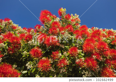 Beautiful red blooms blooming in Madeira island Beautiful red blooms blooming in Madeira island 102882499