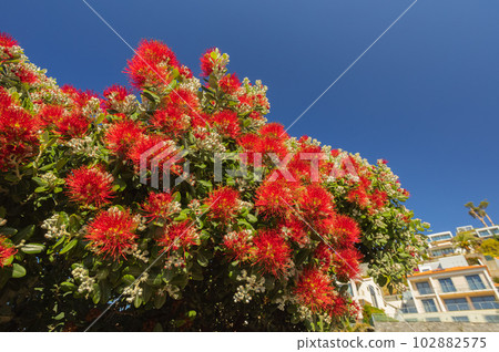 Beautiful red blooms blooming in Madeira island 102882575